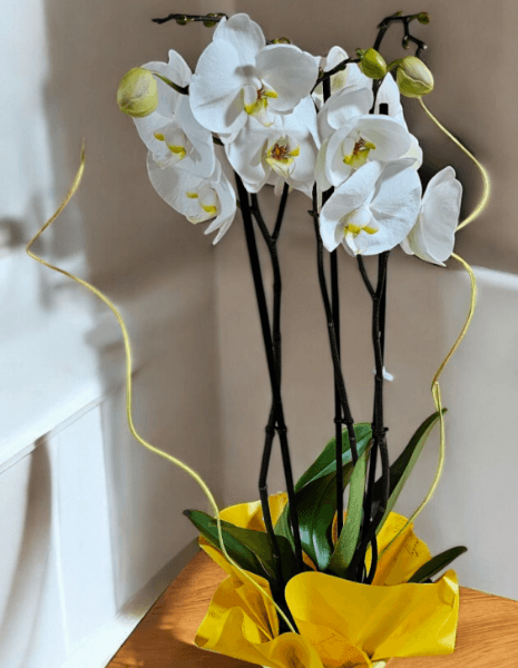 Pianta di phaleonopsis bianca