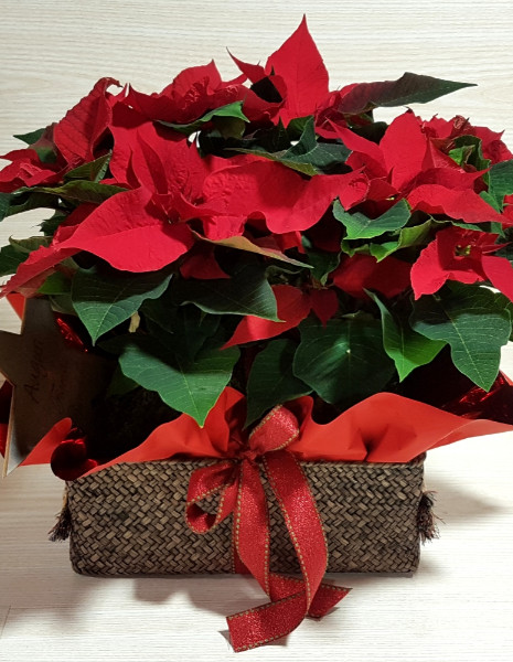 Stella di Natale in cesto